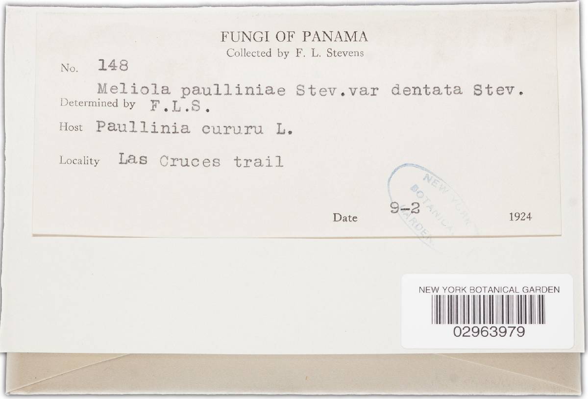 Meliola paulliniae image