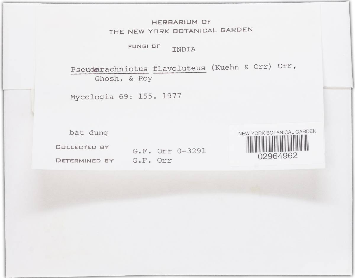 Arachniotus image