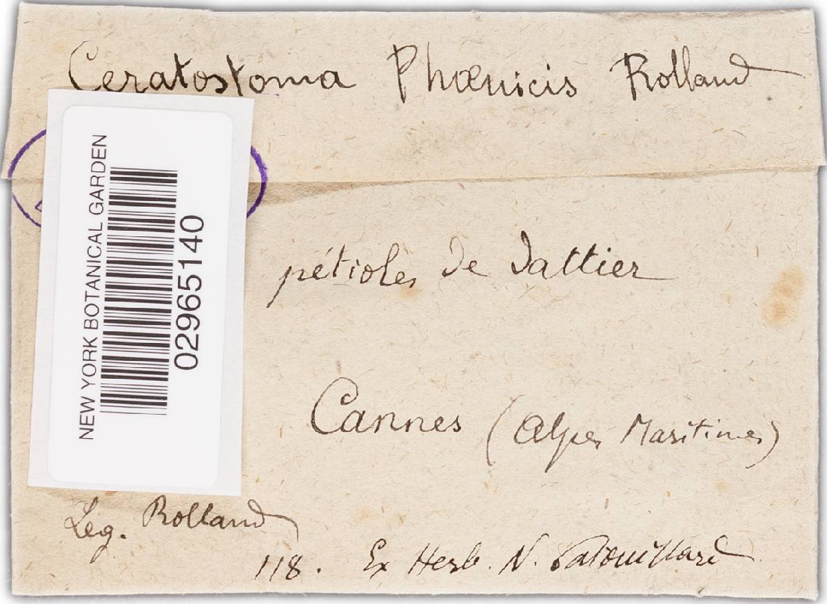 Serenomyces phoenicis image