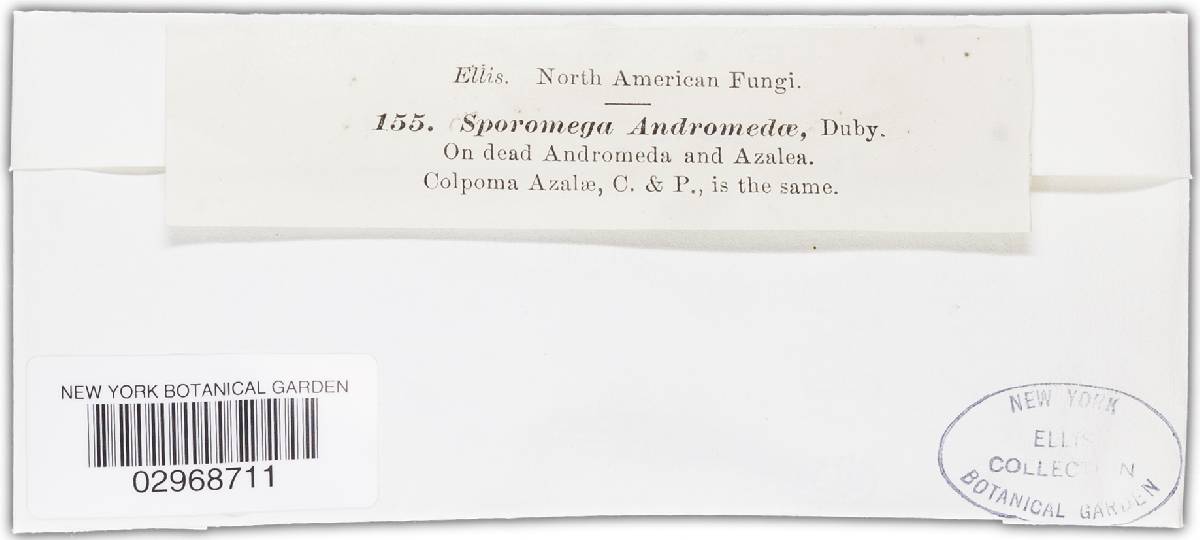 Sporomega andromedae image
