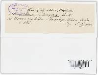 Mollisia melatephra image