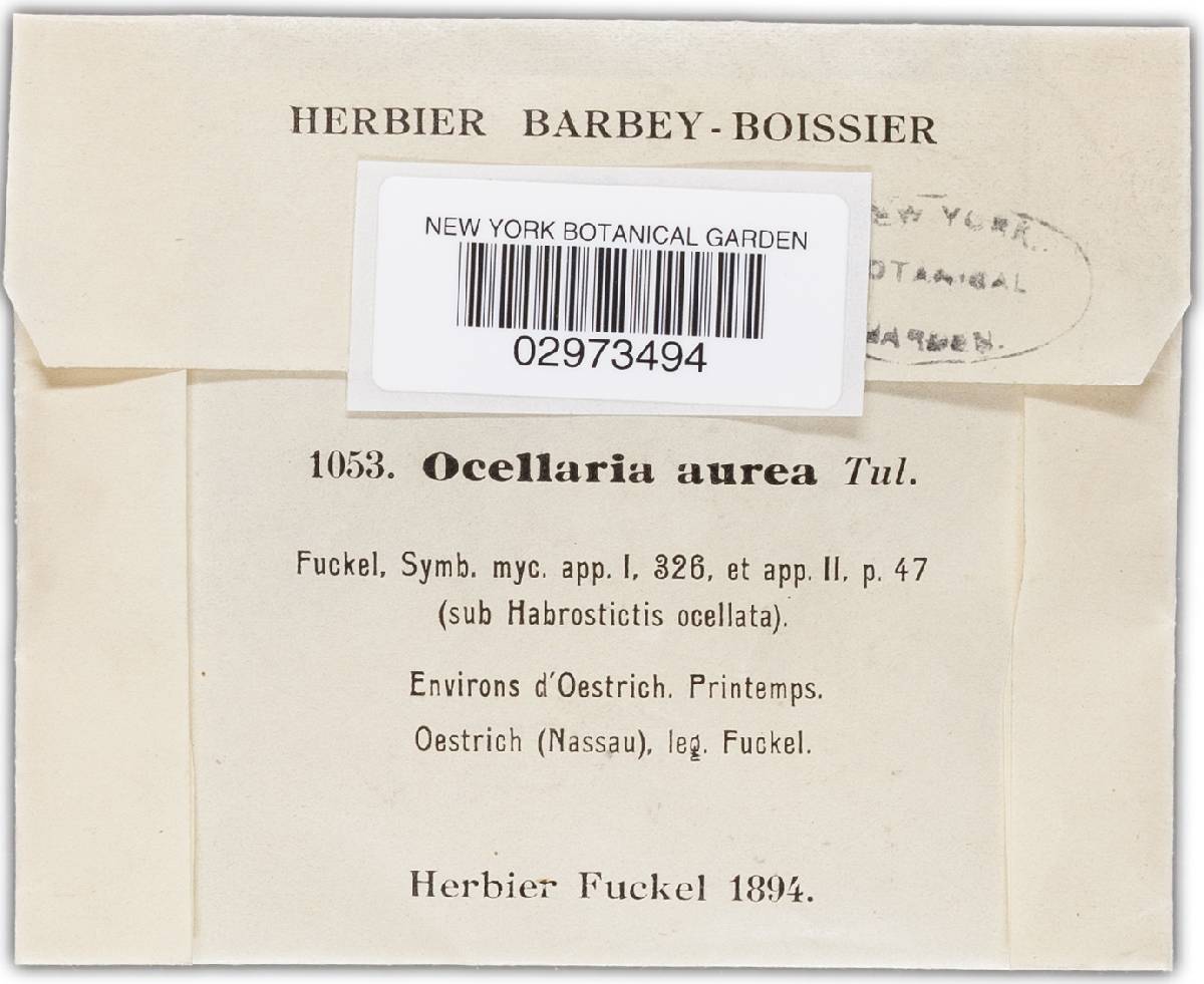 Pezicula ocellata image