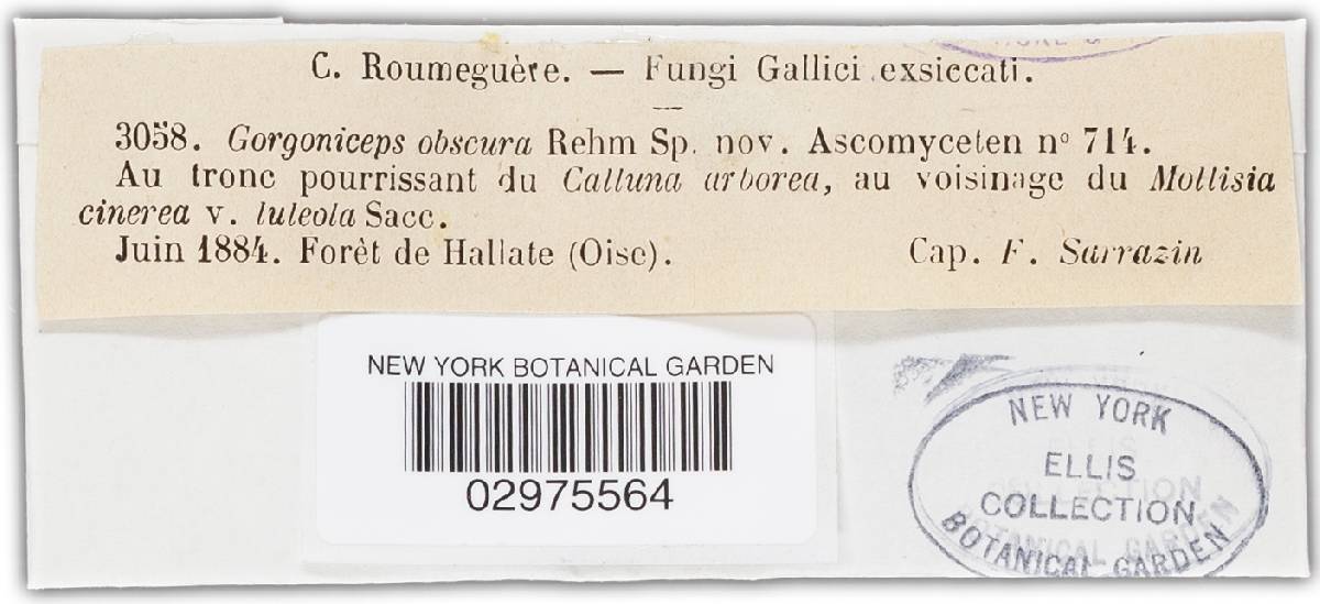 Belonopsis obscura image
