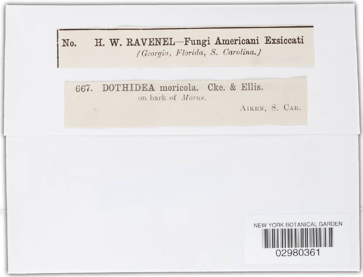 Botryosphaeria fuliginosa image