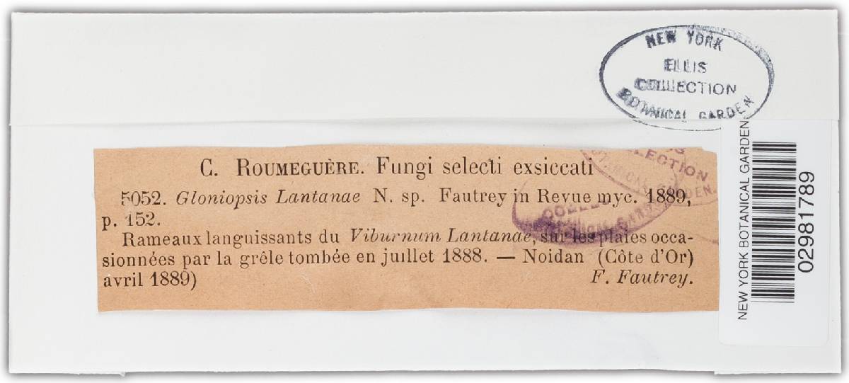 Gloniopsis lantanae image