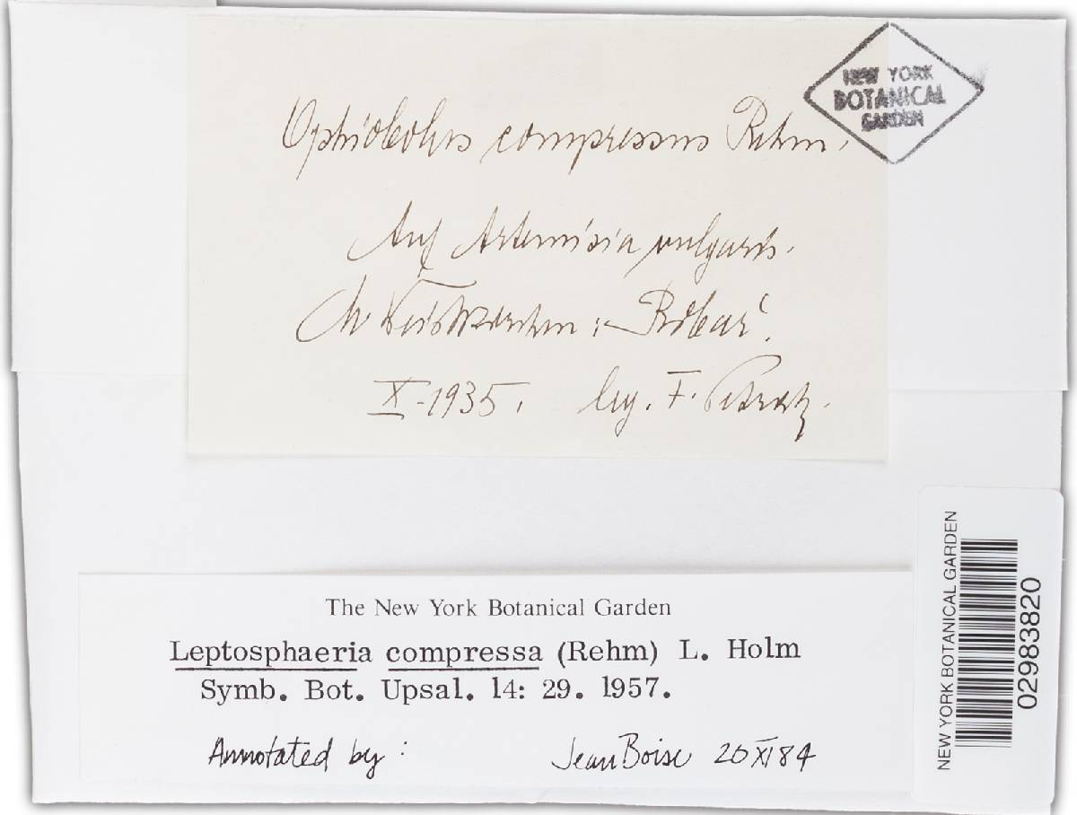 Leptosphaeria compressa image