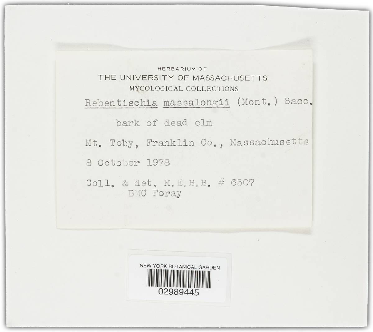 Rebentischia image