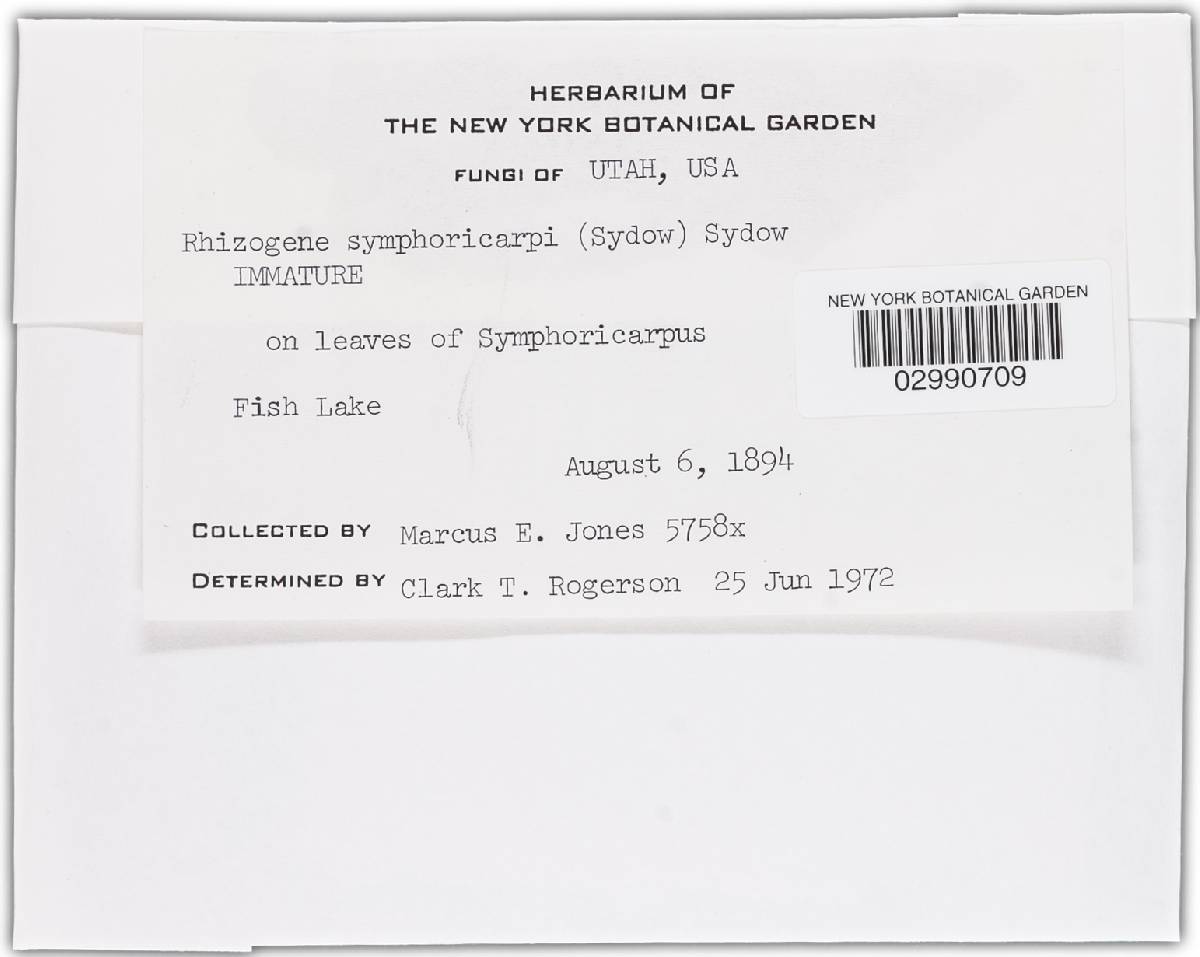 Rhizogene symphoricarpi image