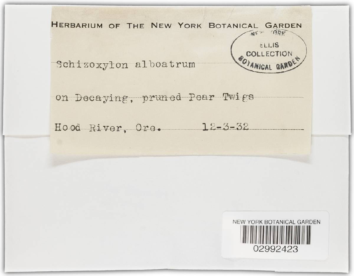 Schizoxylon alboatrum image