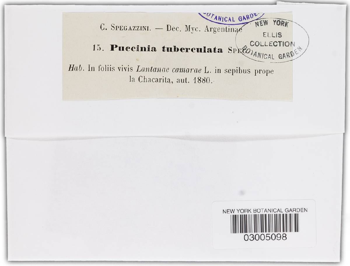 Prospodium image
