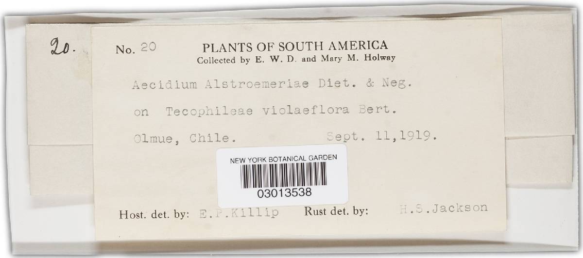 Aecidium alstroemeriae image
