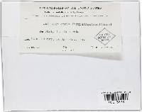 Ustilago striaeformis image