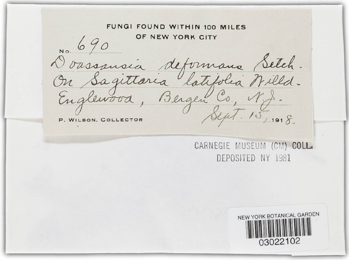 Doassansiopsis deformans image