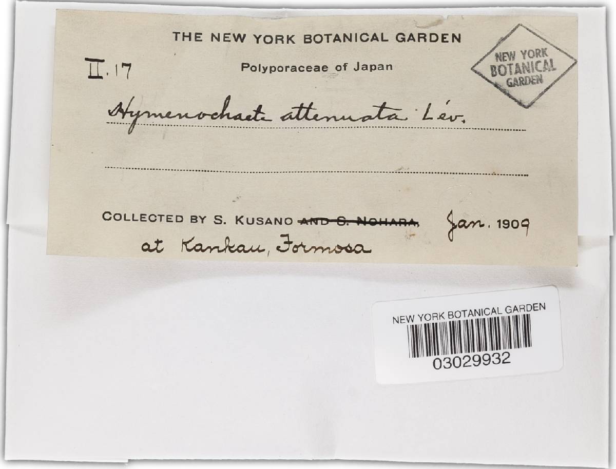 Hymenochaete attenuata image
