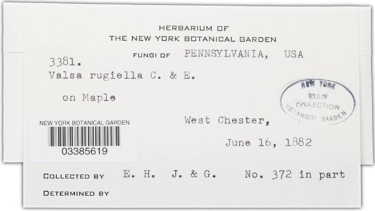 Eutypella rugiella image