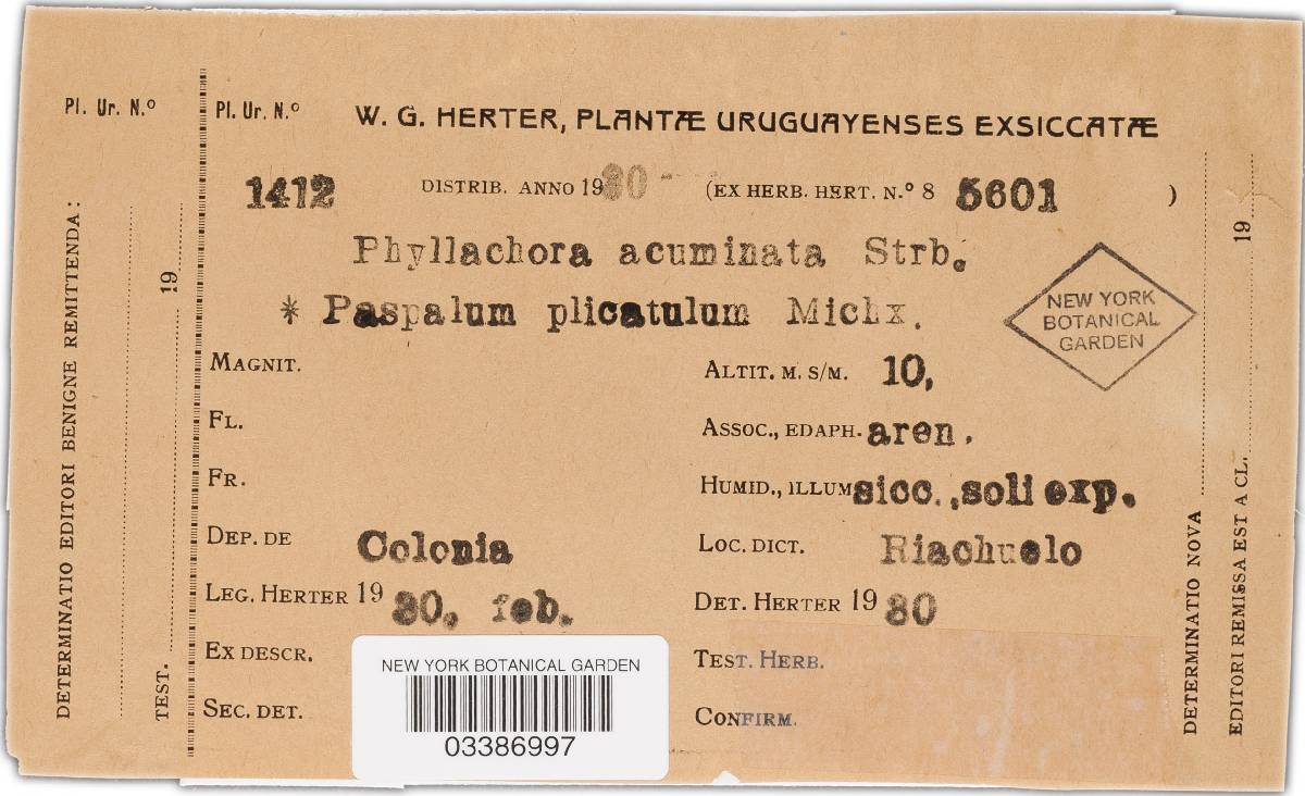 Phyllachora acutispora image