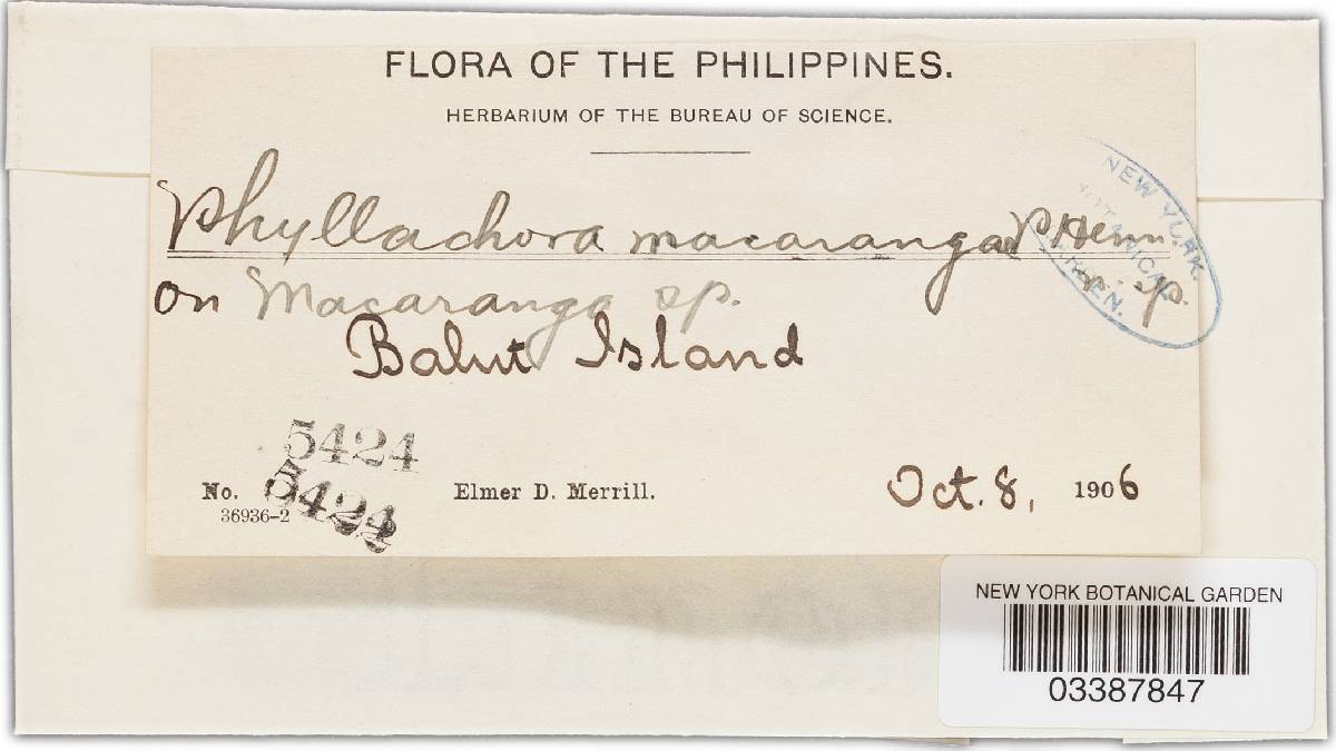 Phyllachora macarangae image