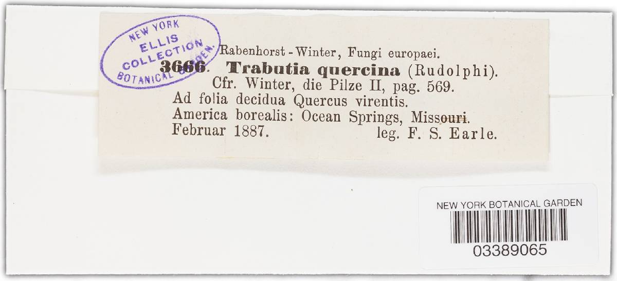 Trabutia quercina image