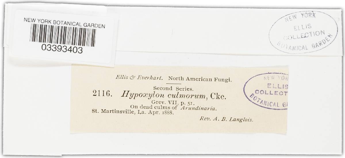 Kretzschmariella culmorum image