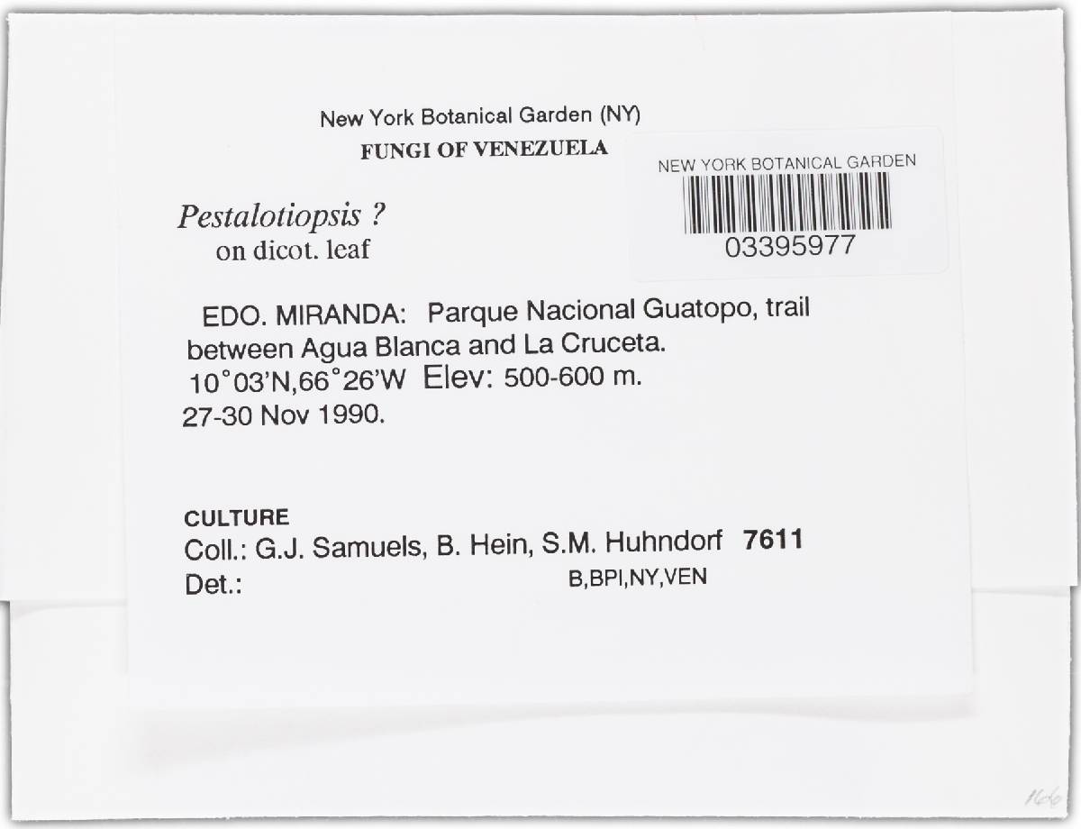 Pestalotiopsis image