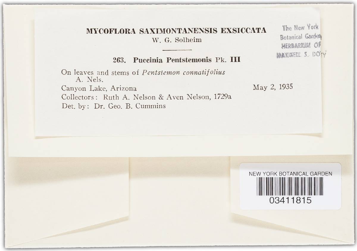 Puccinia pentastemonis image