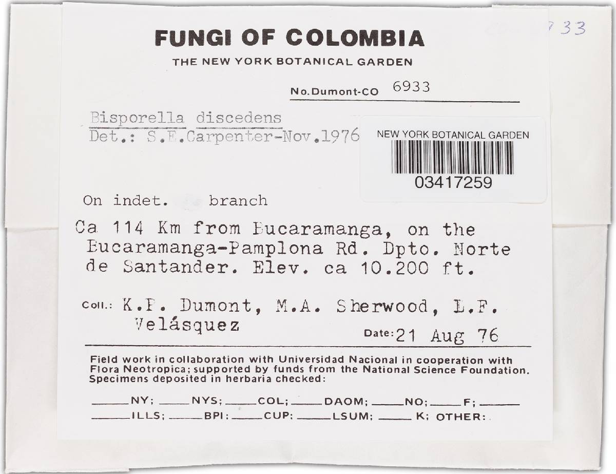 Bisporella discedens image