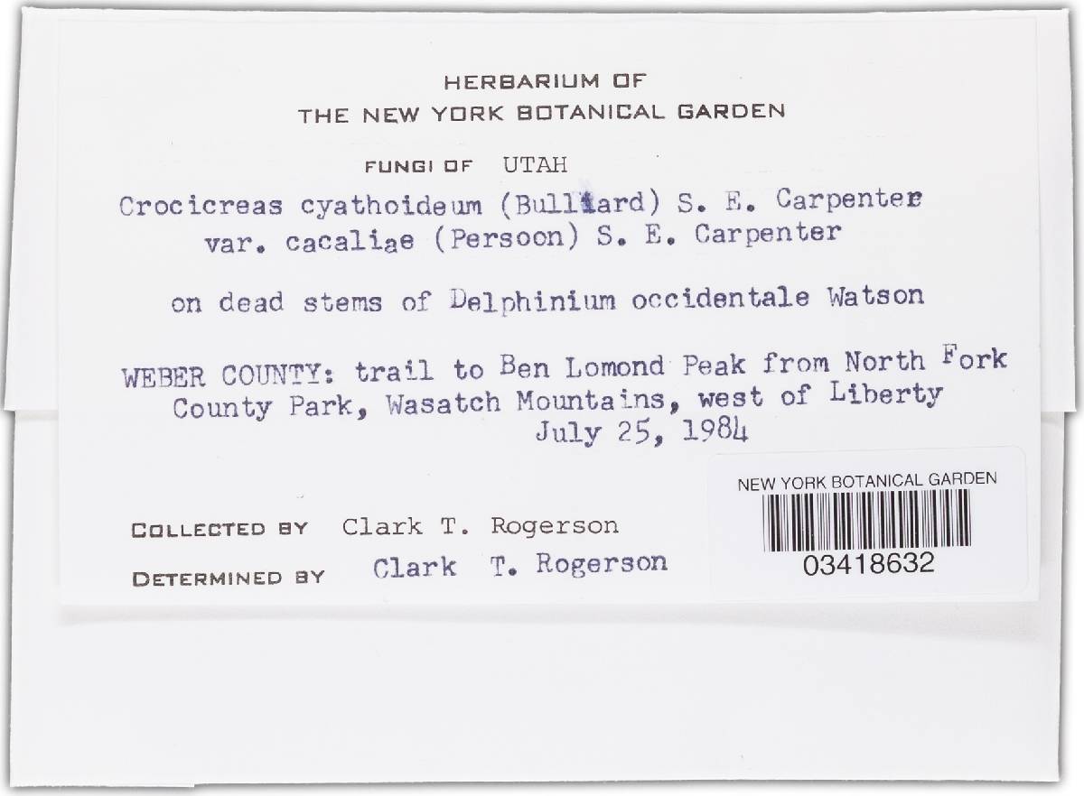 Crocicreas cyathoideum image