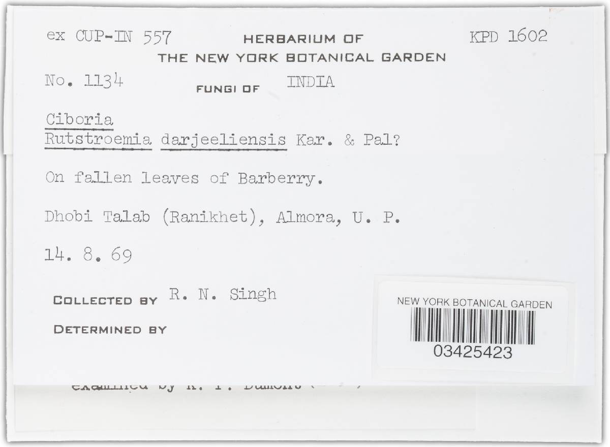 Moellerodiscus berberidis image
