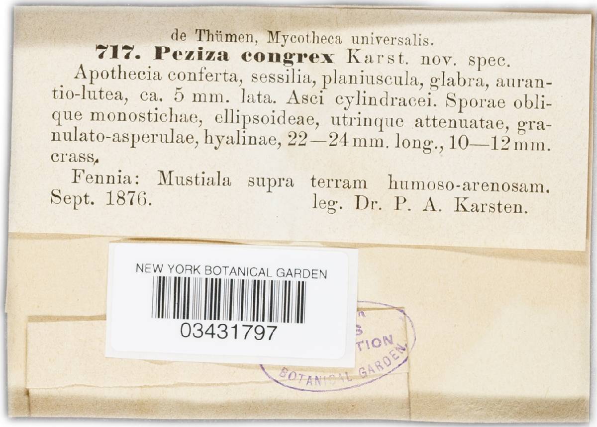 Peziza congrex image