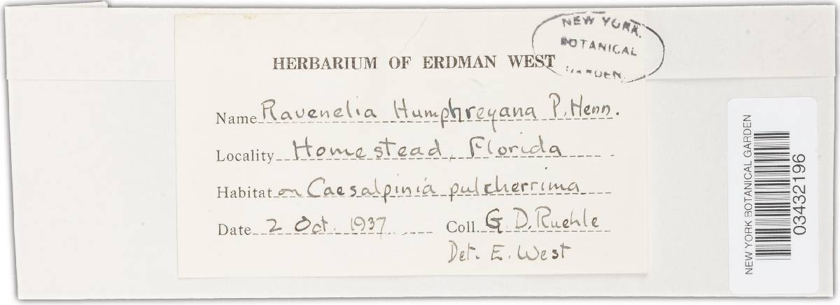 Ravenelia humphreyana image