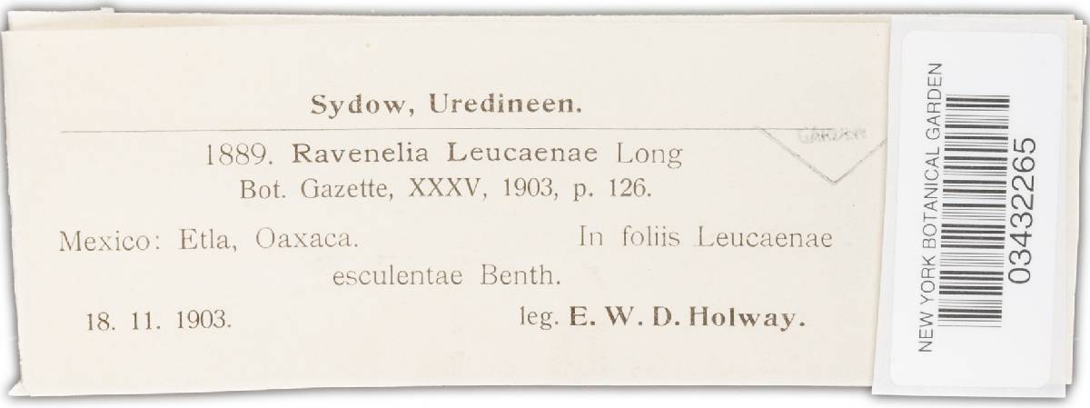 Ravenelia leucaenae image