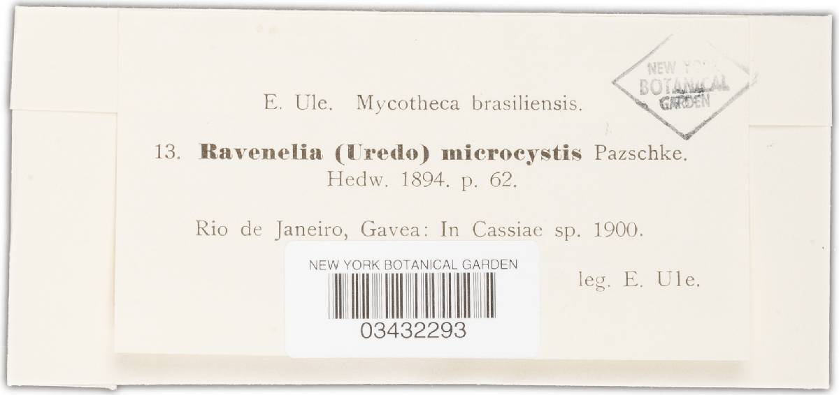 Ravenelia microcystis image