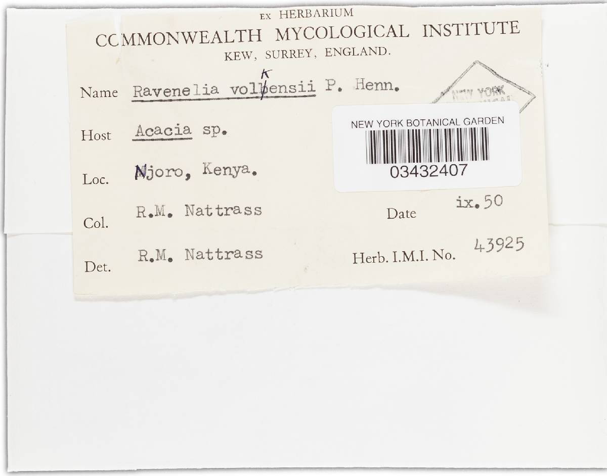 Ravenelia volkensii image
