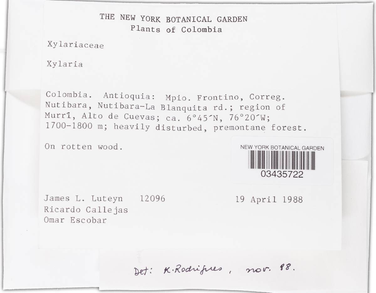 Xylaria telfairii image