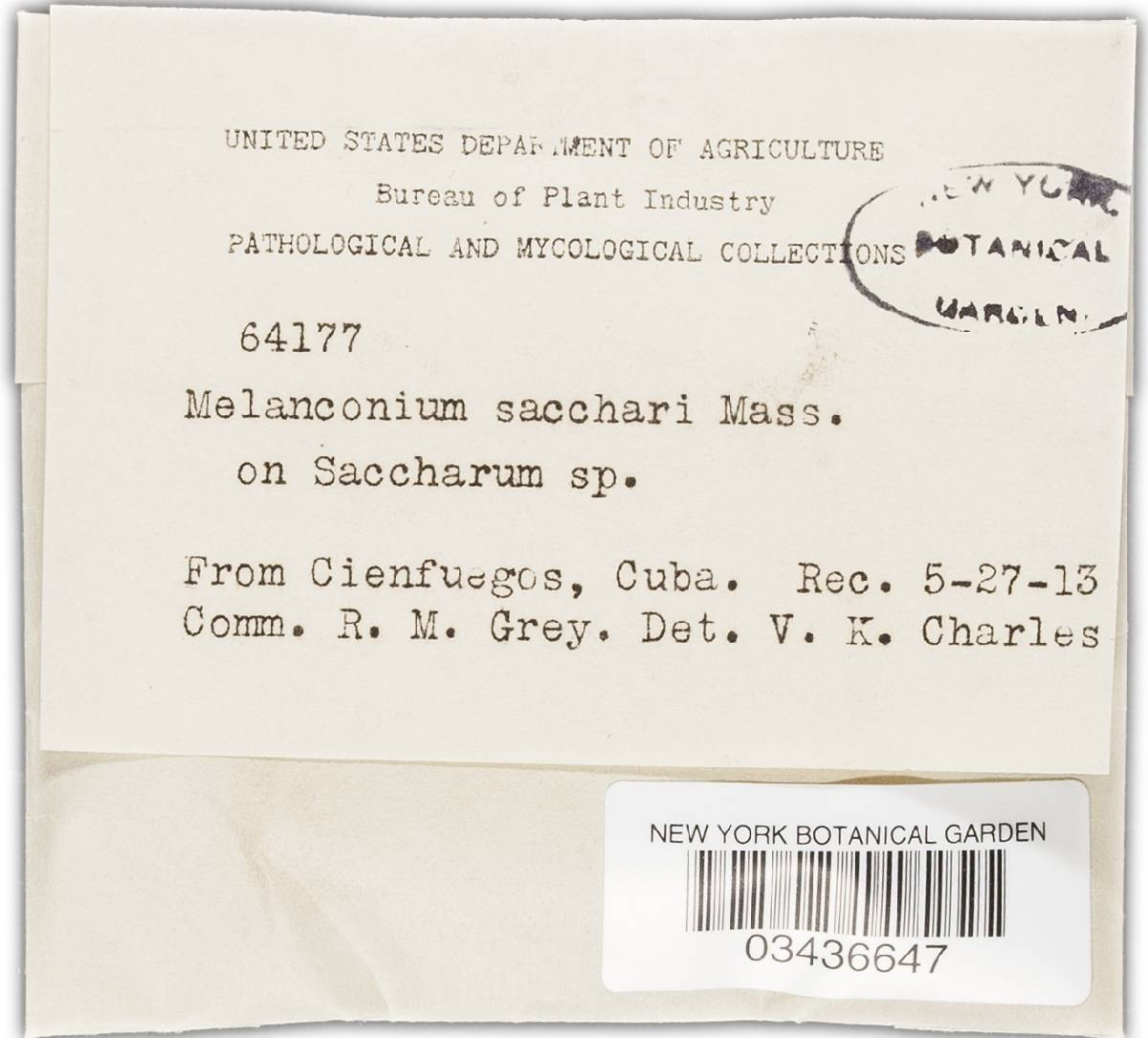 Phaeocytostroma sacchari image