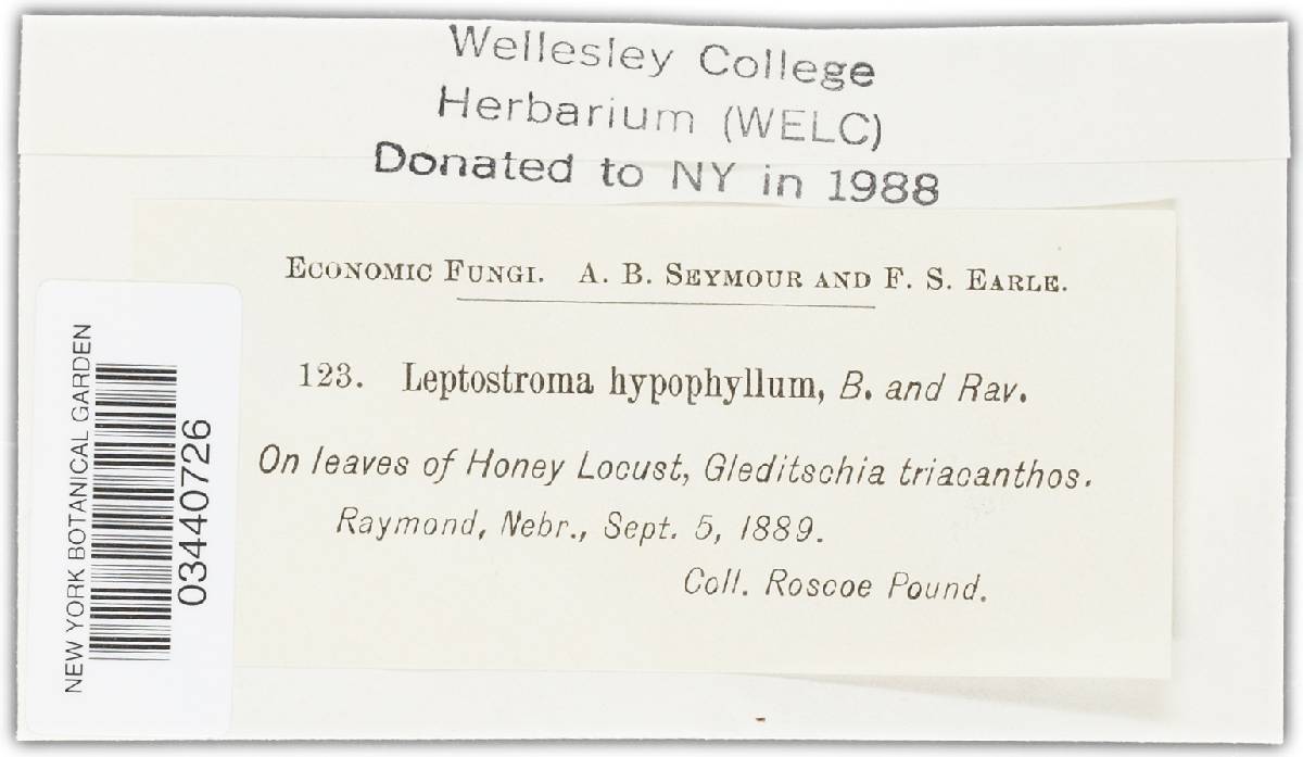 Leptostroma hypophyllum image