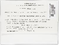 Puccinia recondita image