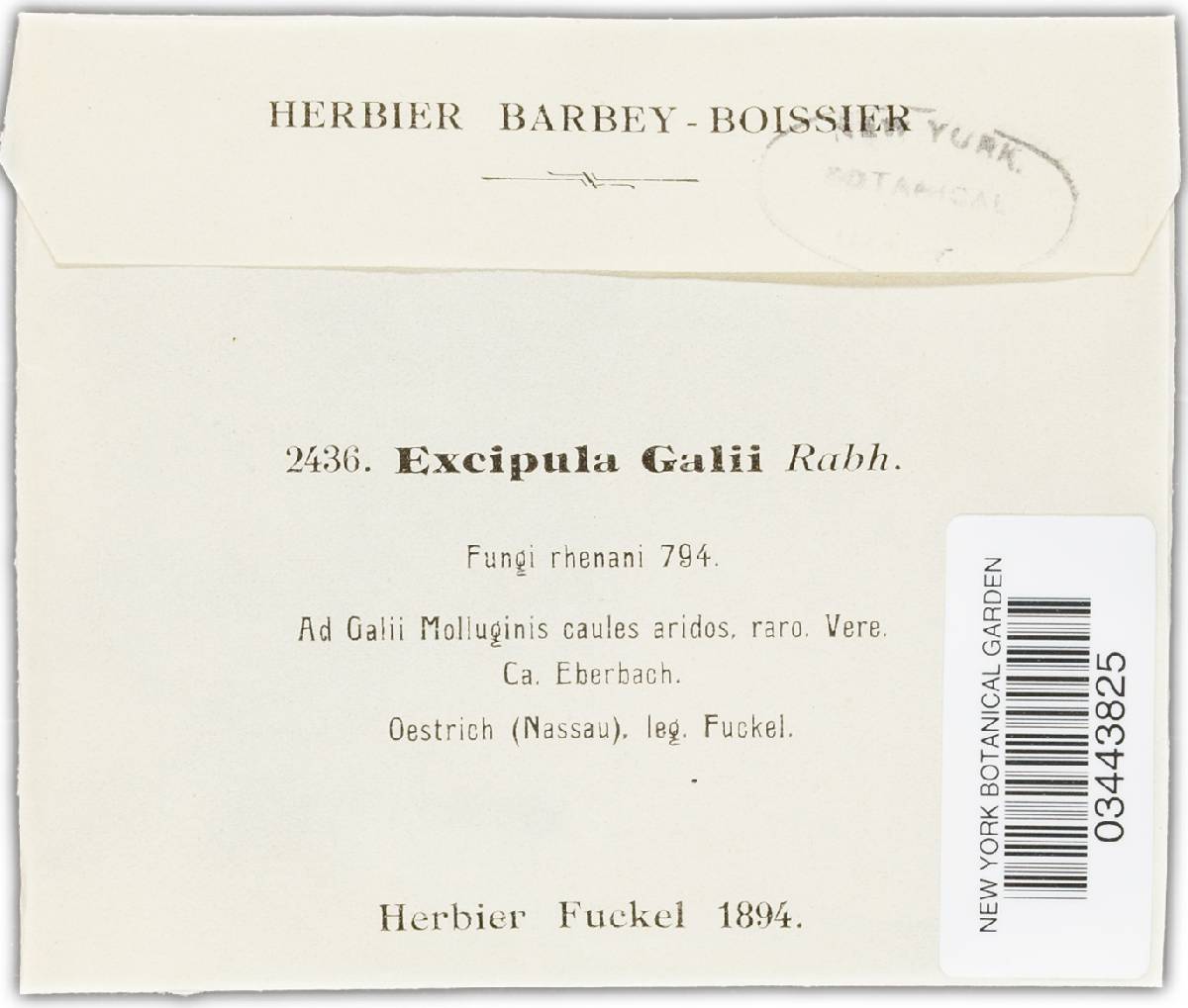 Excipula galii image