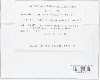 Articularia quercina image