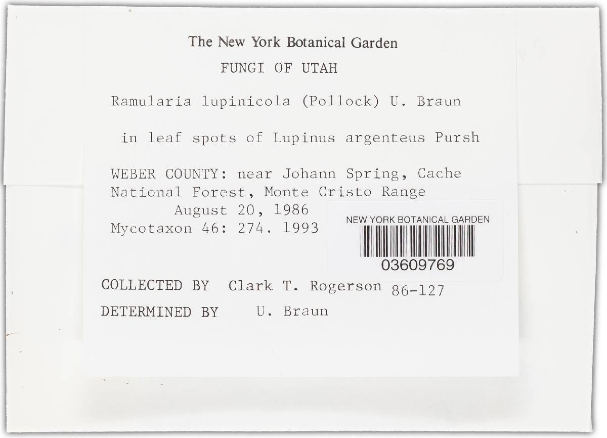 Ramularia lupinicola image