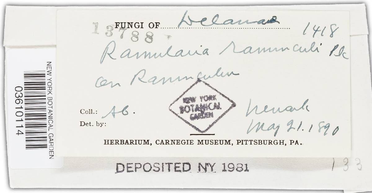 Ramularia didyma image