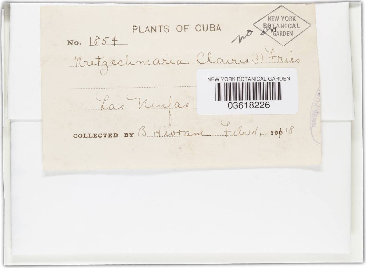 Kretzschmaria clavus image