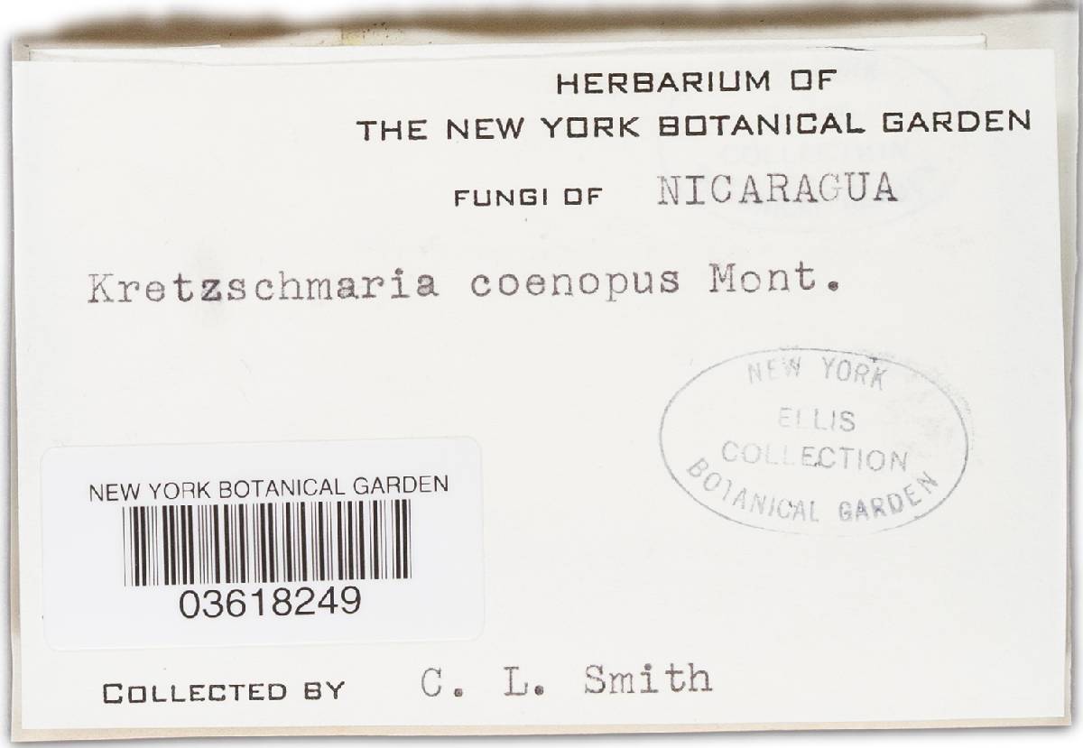 Kretzschmaria clavus image