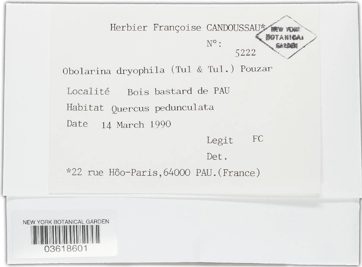 Obolarina dryophila image