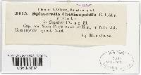 Mycosphaerella cassinopsidis image