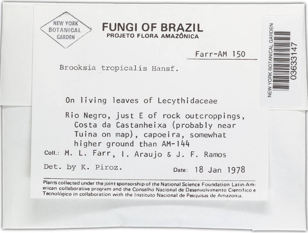 Brooksia tropicalis image