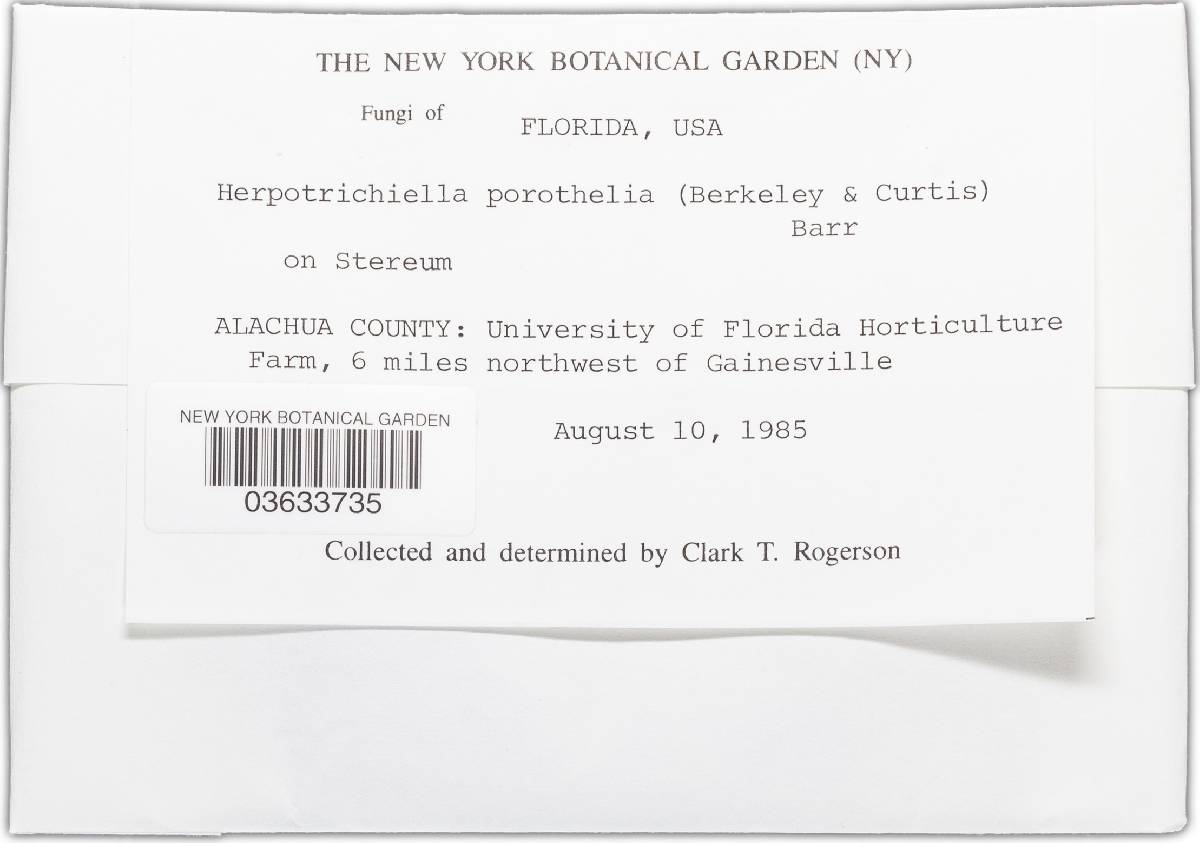 Herpotrichiella porothelia image