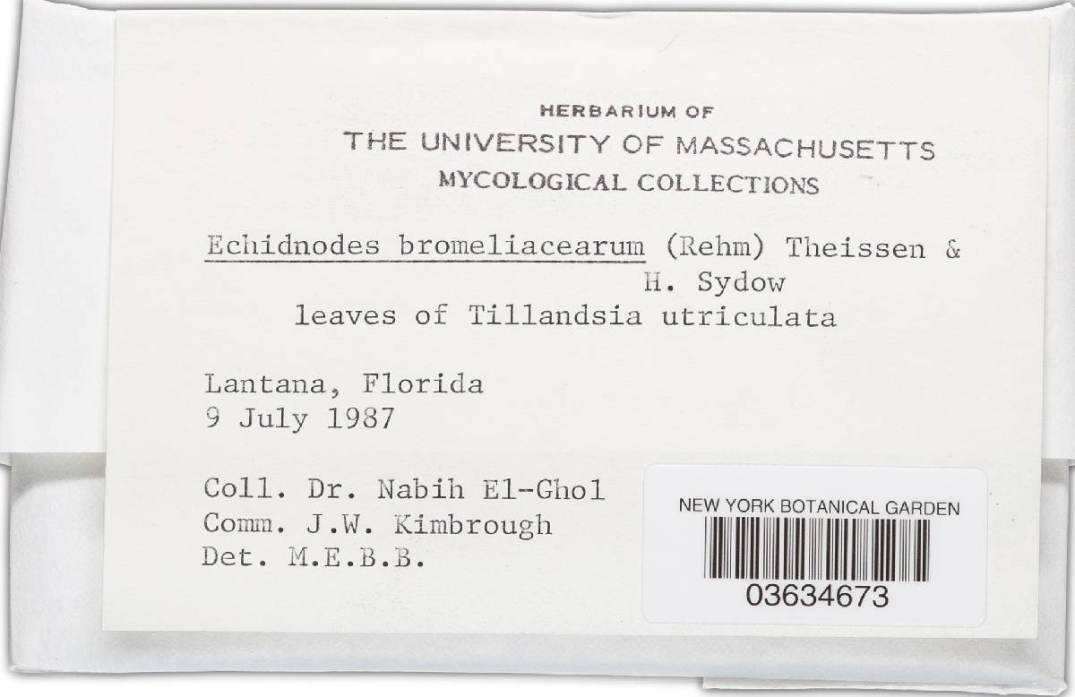 Echidnodes image
