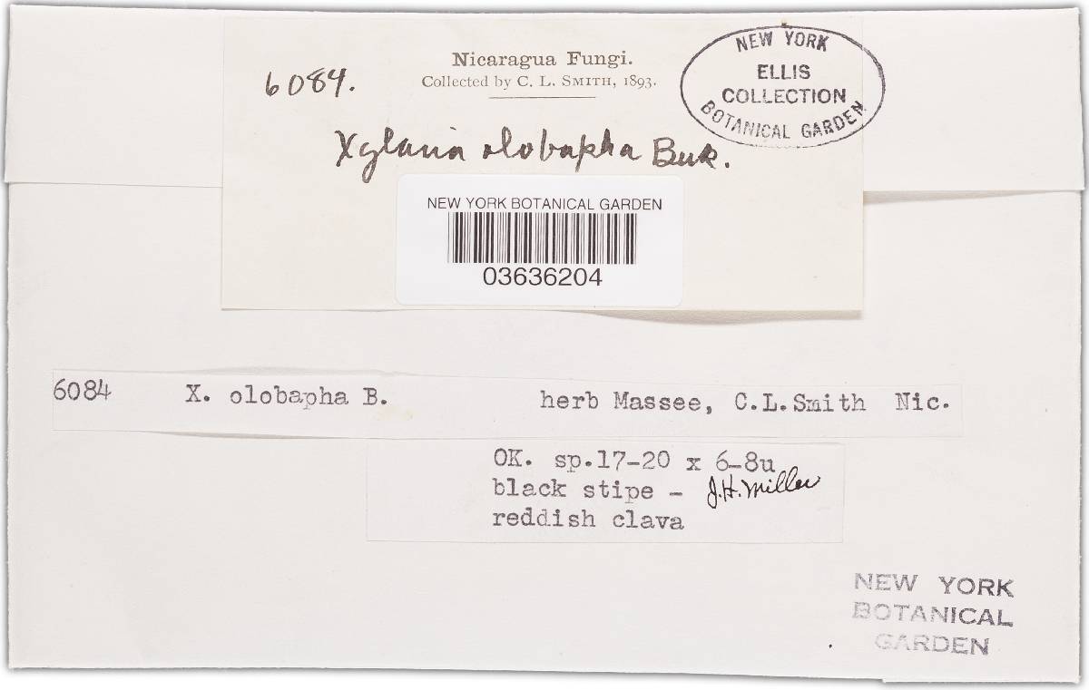 Xylaria olobapha image