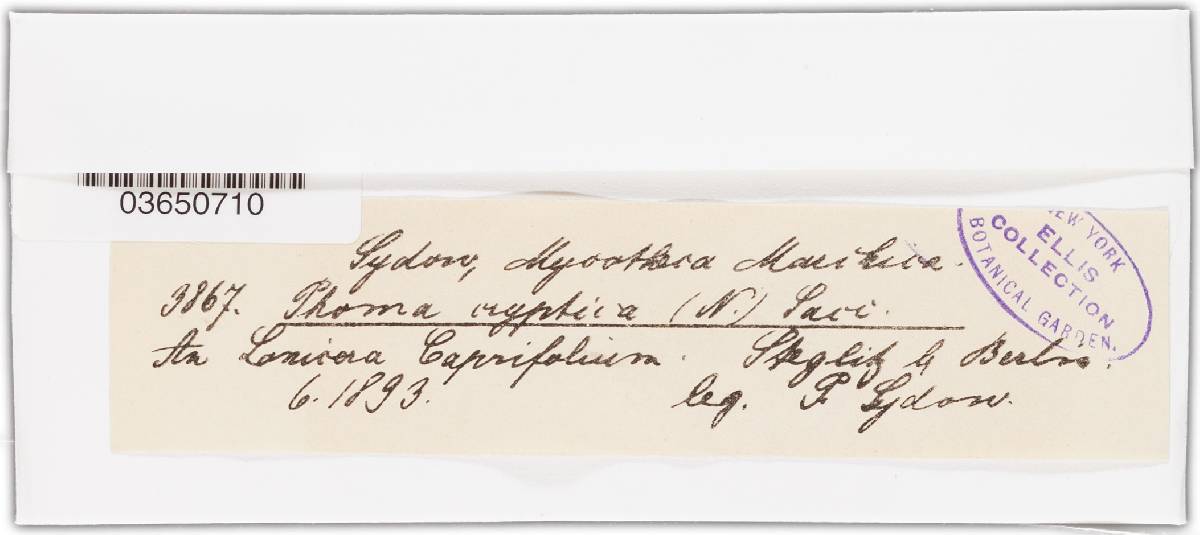 Diaporthe cryptica image